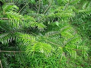 活化石[生物學術語]