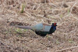 綠雉雞 Phasianus versicolor