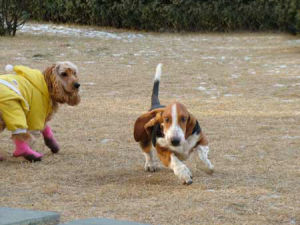 Basset Hound