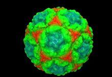 人鼻病毒（HRV）