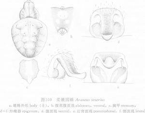 柔嫩園蛛