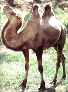 羅布泊野駱駝自然保護區