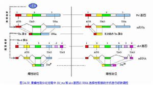 （圖）劑量補償效應