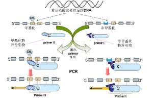 甲基化特異性pcr