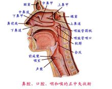 咽喉示意圖