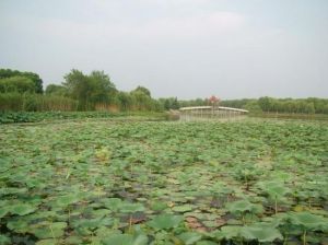 藍田生態園