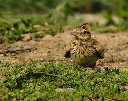 鱗斑地鳩