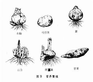 植物營養繁殖