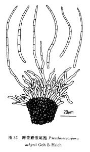 蹄蓋蕨假尾孢