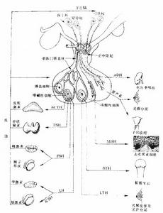 成人全垂體功能減退