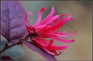 四川紅淡葉 四川紅淡葉