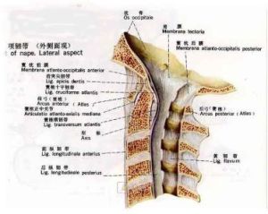 棘突