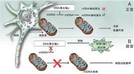 線粒體腦肌病伴高乳酸血症和腦卒中樣發作