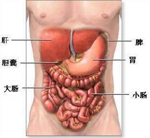 胃的位置