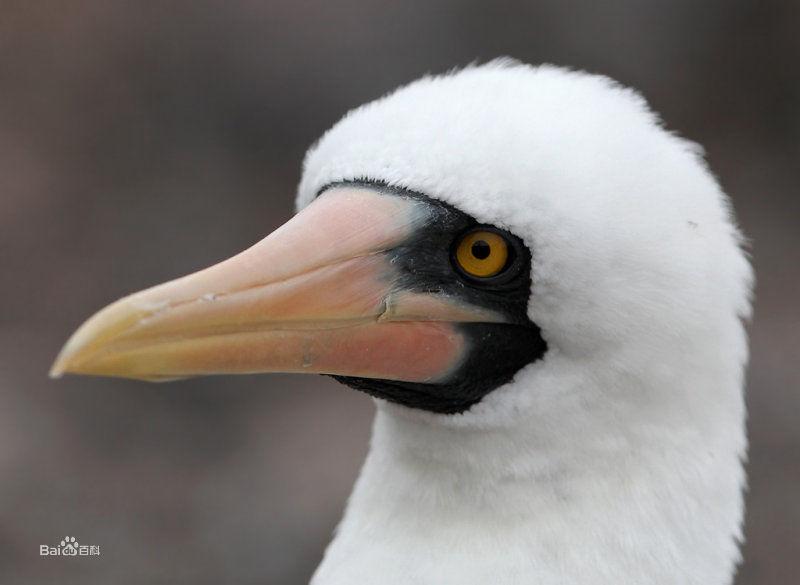 橙嘴藍臉鰹鳥