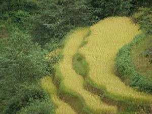 茶樹箐村