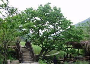 青龍灣國家森林公園