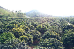 飛峰山果場