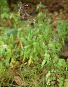 齒葉荊芥 齒葉荊芥