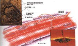 兒童重症肌無力