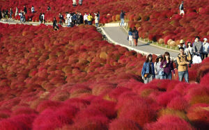 “紅毯”