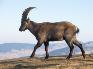 Capra (genus)