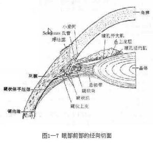 解剖圖