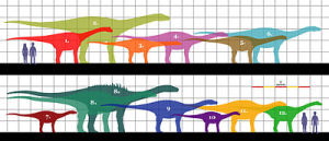 不同泰坦巨龍類與人類的體型比較圖。1.蘇尼特龍、2.澳洲南方龍、3.高橋龍、4.毒癮龍、5.馬拉威龍、6.林孔龍、7.博納巨龍、8.風神龍、9.薩爾塔龍、10.馬扎爾龍、11.博妮塔龍、12.岡瓦納巨龍