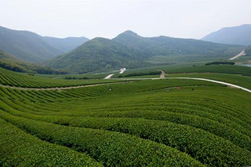 陽羨雪芽