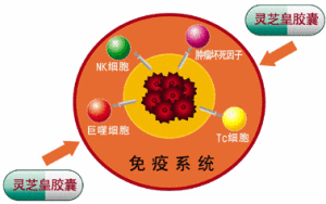 促進人體免疫提升，輔助抑制腫瘤