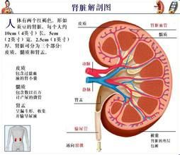 亨諾·許蘭綜合徵