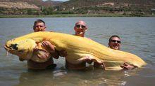 世界最大的白化鯰魚