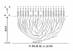 上圖告訴我們:人與其他生物眾生平等