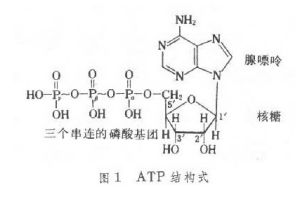 ATP水解