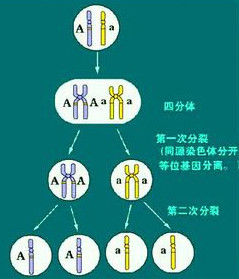 孟德爾第二定律