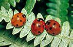 七星瓢蟲(Coccinella 7-punctata)的成蟲