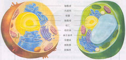 動植物細胞比較