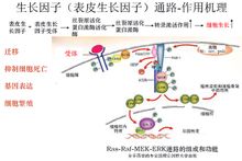 表皮生長因子