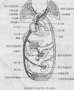 血液循環示意圖