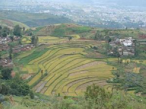 糯谷田村