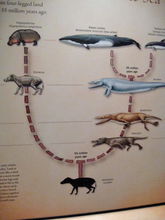 古蜥鯨的進化