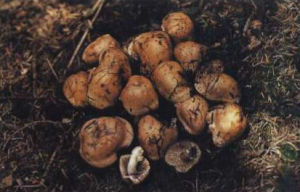 褐黑口蘑