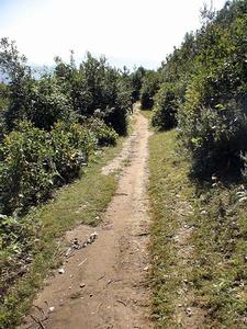 阿新寨村通村道路