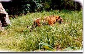 東山湖野生動物園