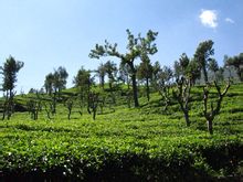 Sri Lanka