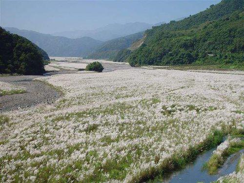 甜根子草