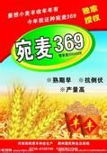 宛麥369