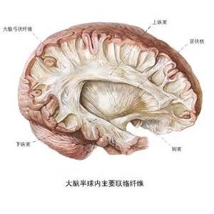 大腦主導的神經系統