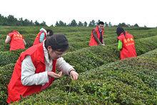 昌傅千畝茶園