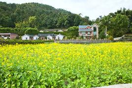 黃花村[廣東省梅州市豐順縣砂田鎮黃花村]